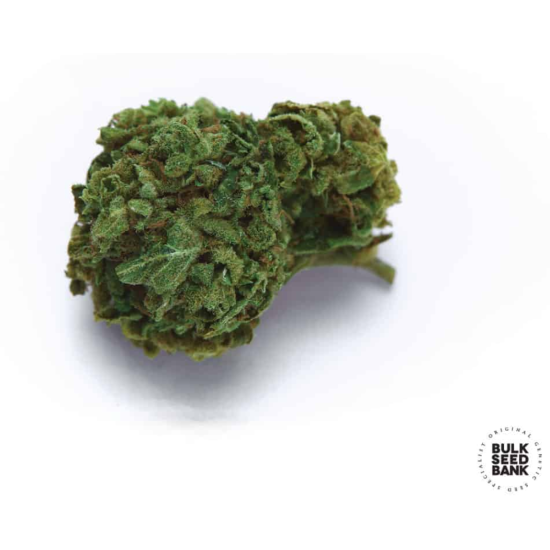 Auto OG KUSH
